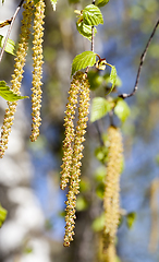 Image showing green birch earrings