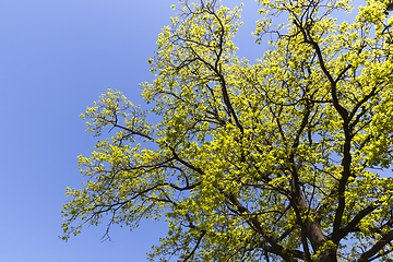 Image showing one deciduous tree