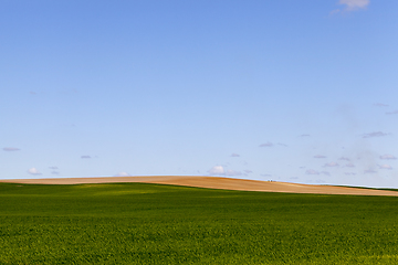 Image showing field of green cereal