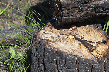 Image showing pine tree after it burned