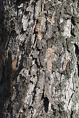 Image showing beautiful cracked bark