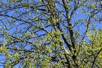 Image showing green foliage