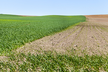 Image showing the agricultural field