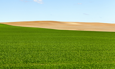 Image showing green cereal