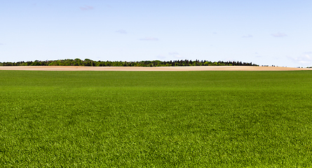 Image showing green cereals and forest