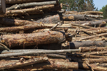 Image showing trunks of pine trees