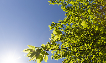 Image showing sunlit deciduous trees