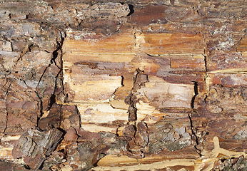 Image showing trunk and bark of pine