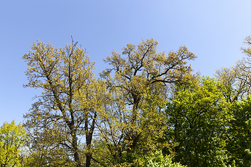 Image showing spring landscape