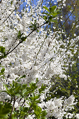 Image showing cherry blossoms