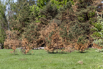 Image showing pine, spring photo