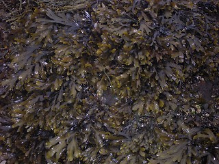 Image showing seaweed