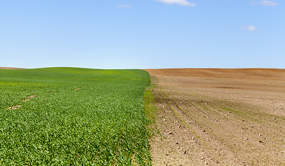 Image showing agricultural field