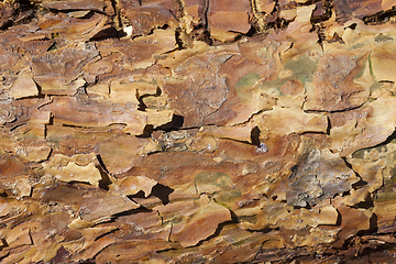 Image showing trunk and bark