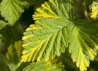 Image showing leaf of raspberry