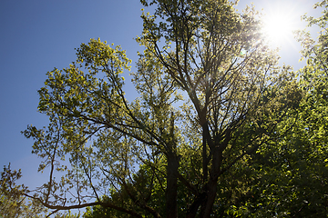 Image showing spring landscape