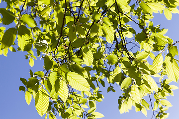 Image showing green foliage, spring