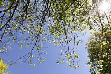 Image showing one deciduous tree