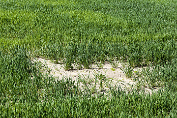 Image showing an agricultural field