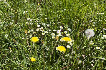 Image showing spring meadow