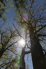 Image showing trunk of oak