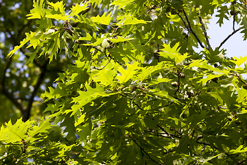 Image showing oak foliage in spring