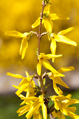 Image showing yellow flowers,