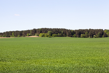 Image showing agricultural field