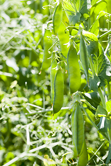 Image showing green pea pods