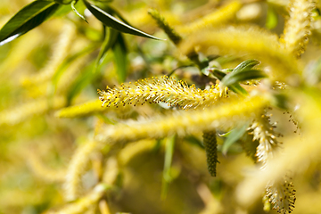 Image showing young willow foliage