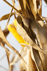 Image showing ripe yellow corn