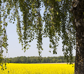 Image showing blooms yellow rape