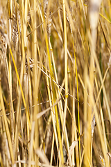 Image showing stalks of wheat