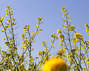 Image showing flowering yellow rape