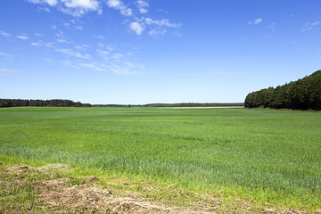 Image showing spring or summer landscape