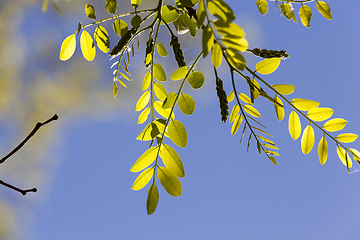 Image showing young tree foliage