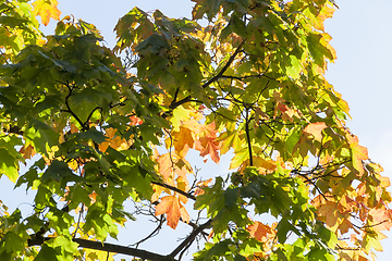 Image showing colorful foliage