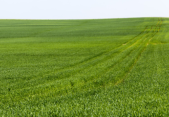 Image showing green sprouts of cereals