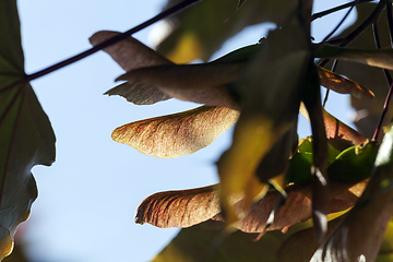Image showing maple tree seeds