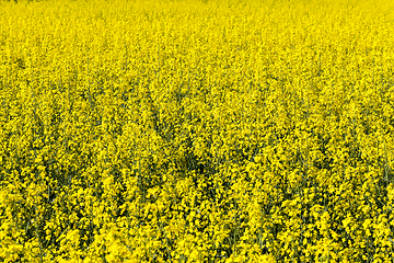 Image showing yellow flowers