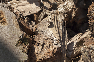 Image showing destroyed tree