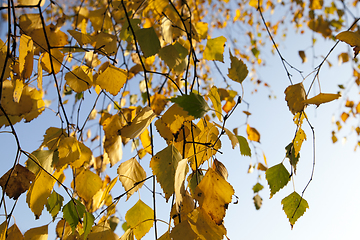 Image showing birch leaves yellow