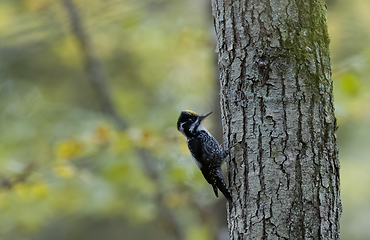 Image showing Three-toed woodpecker (Picoides tridactylus) close up