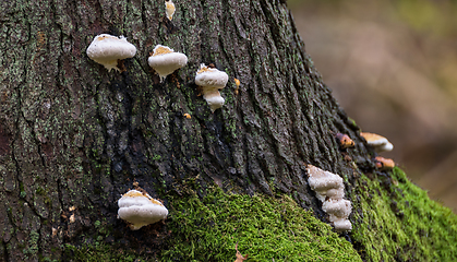 Image showing Group of juvenile polypore fungi on bark