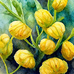 Image showing Watercolor painting with yellow ranunculus flowers closeup. 