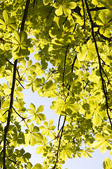 Image showing young green foliage