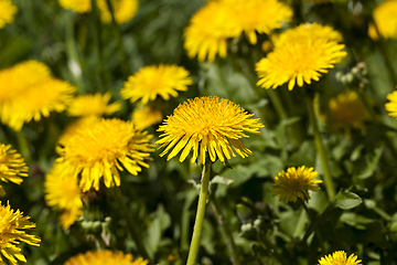 Image showing yellow dandelion