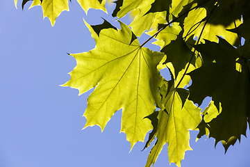 Image showing green maple