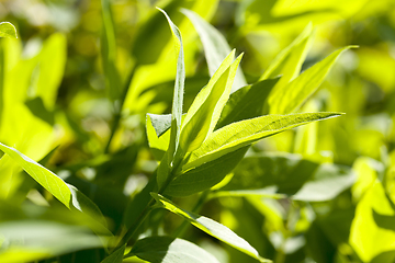 Image showing sunlit green young foliage