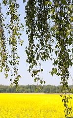 Image showing green foliage of birch